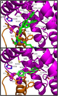 Biochemical and Structural Insights on the Poplar Tau Glutathione Transferase GSTU19 and 20 Paralogs Binding Flavonoids